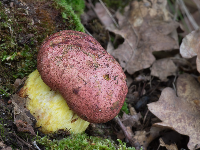 Boletus regius